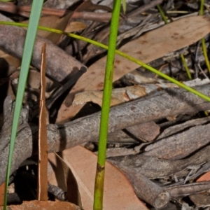 Cryptostylis hunteriana at Yerriyong, NSW - 3 Jan 2016