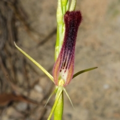 Cryptostylis hunteriana at Yerriyong, NSW - 3 Jan 2016