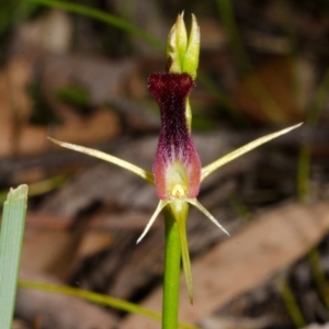 Cryptostylis hunteriana at Yerriyong, NSW - 3 Jan 2016