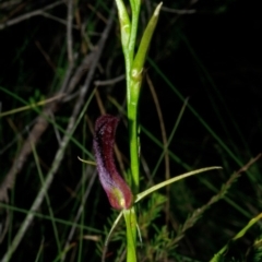 Cryptostylis hunteriana (Leafless Tongue Orchid) at Yerriyong, NSW - 15 Jan 2017 by AlanS