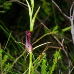 Cryptostylis hunteriana at Yerriyong, NSW - 15 Jan 2017