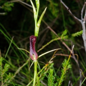 Cryptostylis hunteriana at Yerriyong, NSW - suppressed