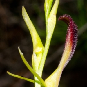 Cryptostylis hunteriana at Yerriyong, NSW - 15 Jan 2017