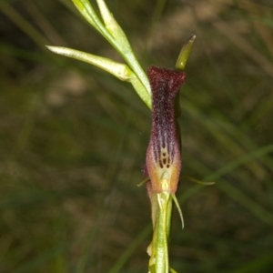 Cryptostylis hunteriana at Sanctuary Point, NSW - suppressed