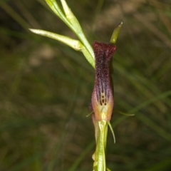 Cryptostylis hunteriana (Leafless Tongue Orchid) at Sanctuary Point, NSW - 5 Jan 2012 by AlanS