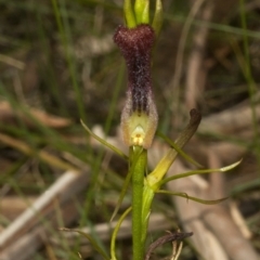 Cryptostylis hunteriana at Sanctuary Point, NSW - suppressed