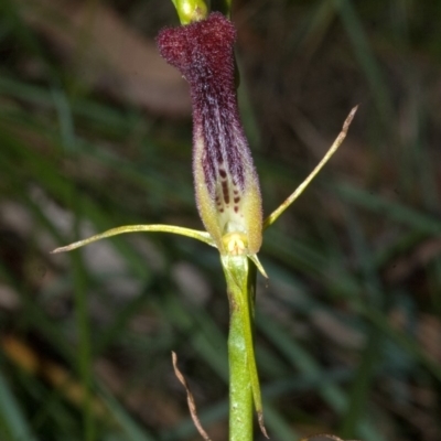 Cryptostylis hunteriana (Leafless Tongue Orchid) at Sanctuary Point, NSW - 10 Jan 2012 by AlanS