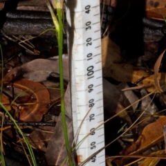 Cryptostylis hunteriana (Leafless Tongue Orchid) at Tomerong, NSW - 26 Dec 2015 by AlanS