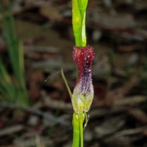 Cryptostylis hunteriana at Tomerong, NSW - suppressed