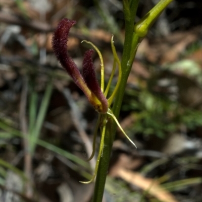 Cryptostylis hunteriana (Leafless Tongue Orchid) at Tomerong, NSW - 10 Jan 2012 by AlanS