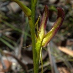 Cryptostylis hunteriana at Tomerong, NSW - 11 Jan 2012