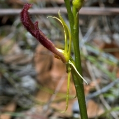 Cryptostylis hunteriana at Tomerong, NSW - 11 Jan 2012