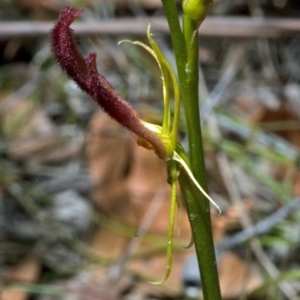 Cryptostylis hunteriana at Tomerong, NSW - 11 Jan 2012