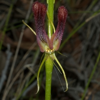 Cryptostylis hunteriana (Leafless Tongue Orchid) at Tomerong, NSW - 8 Jan 2012 by AlanS