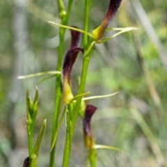 Cryptostylis hunteriana (Leafless Tongue Orchid) at Tomerong, NSW - 21 Dec 2014 by AlanS