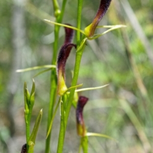 Cryptostylis hunteriana at Tomerong, NSW - suppressed