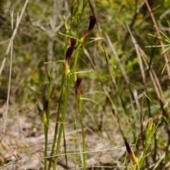 Cryptostylis hunteriana at Tomerong, NSW - suppressed