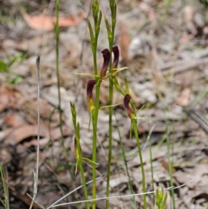 Cryptostylis hunteriana at Tomerong, NSW - suppressed