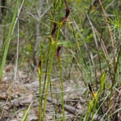 Cryptostylis hunteriana at Tomerong, NSW - suppressed