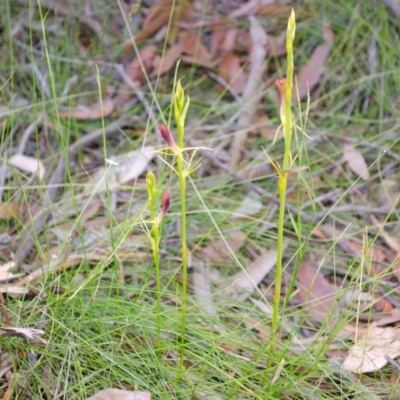 Cryptostylis hunteriana (Leafless Tongue Orchid) at Vincentia, NSW - 18 Dec 2013 by AlanS