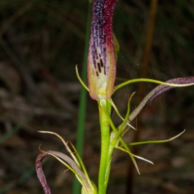 Cryptostylis hunteriana (Leafless Tongue Orchid) at Jervis Bay National Park - 27 Jan 2016 by AlanS