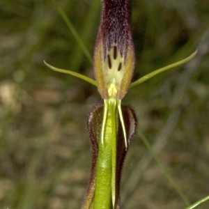 Cryptostylis hunteriana at Vincentia, NSW - suppressed