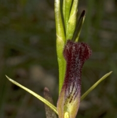 Cryptostylis hunteriana at Vincentia, NSW - 27 Dec 2008