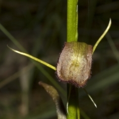 Cryptostylis hunteriana at Vincentia, NSW - suppressed