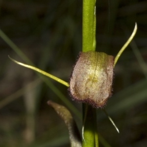 Cryptostylis hunteriana at Vincentia, NSW - 27 Dec 2008