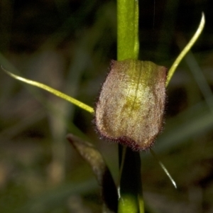 Cryptostylis hunteriana at Vincentia, NSW - 27 Dec 2008