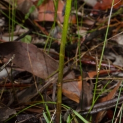 Cryptostylis hunteriana (Leafless Tongue Orchid) at Tomerong, NSW - 16 Nov 2013 by AlanS