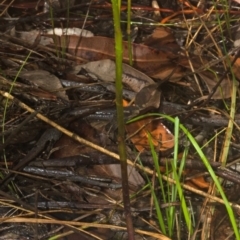 Cryptostylis hunteriana at Tomerong, NSW - 17 Nov 2013