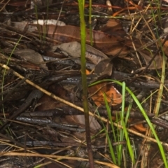 Cryptostylis hunteriana at Tomerong, NSW - suppressed