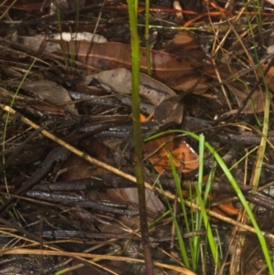 Cryptostylis hunteriana at Tomerong, NSW - suppressed