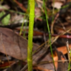 Cryptostylis hunteriana at Tomerong, NSW - 17 Nov 2013