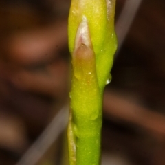 Cryptostylis hunteriana at Tomerong, NSW - 17 Nov 2013