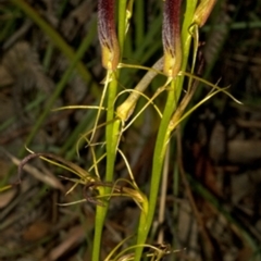Cryptostylis hunteriana (Leafless Tongue Orchid) at Worrowing Heights, NSW - 11 Dec 2009 by AlanS