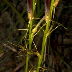 Cryptostylis hunteriana at Worrowing Heights, NSW - suppressed