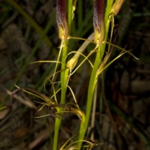 Cryptostylis hunteriana at Worrowing Heights, NSW - suppressed