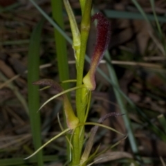Cryptostylis hunteriana at Worrowing Heights, NSW - suppressed