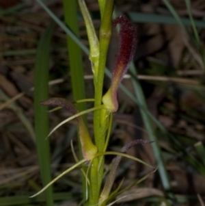 Cryptostylis hunteriana at Worrowing Heights, NSW - suppressed