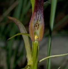 Cryptostylis hunteriana at Worrowing Heights, NSW - suppressed