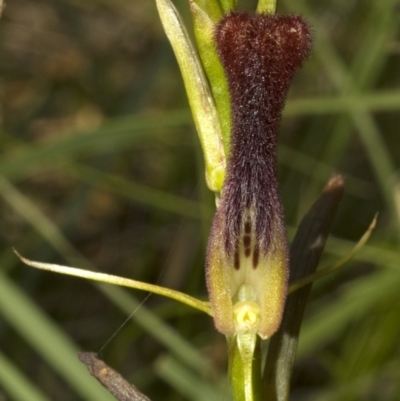 Cryptostylis hunteriana (Leafless Tongue Orchid) at Vincentia, NSW - 12 Dec 2009 by AlanS