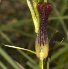 Cryptostylis hunteriana (Leafless Tongue Orchid) at Jervis Bay National Park - 12 Dec 2009 by AlanS
