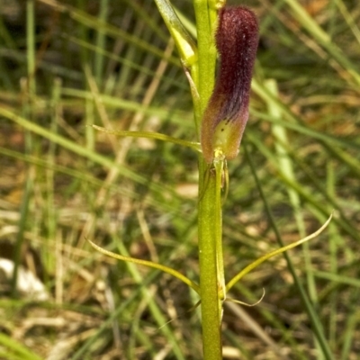 Cryptostylis hunteriana (Leafless Tongue Orchid) at Jervis Bay National Park - 17 Dec 2008 by AlanS