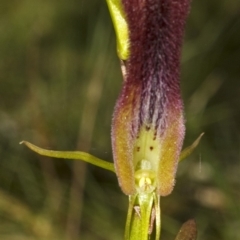 Cryptostylis hunteriana at Vincentia, NSW - 18 Dec 2008