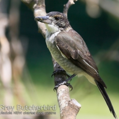 Cracticus torquatus (Grey Butcherbird) at South Pacific Heathland Reserve - 14 Feb 2019 by CharlesDove