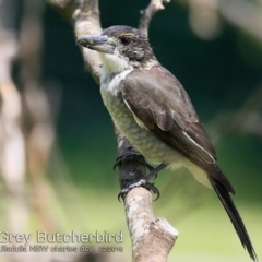 Cracticus torquatus (Grey Butcherbird) at South Pacific Heathland Reserve - 13 Feb 2019 by Charles Dove