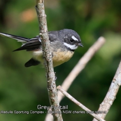 Rhipidura albiscapa (Grey Fantail) at Ulladulla, NSW - 13 Feb 2019 by CharlesDove