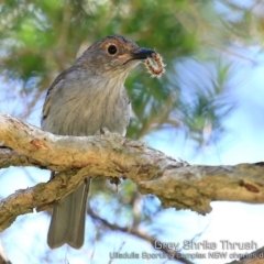 Colluricincla harmonica (Grey Shrikethrush) at Ulladulla, NSW - 12 Feb 2019 by CharlesDove